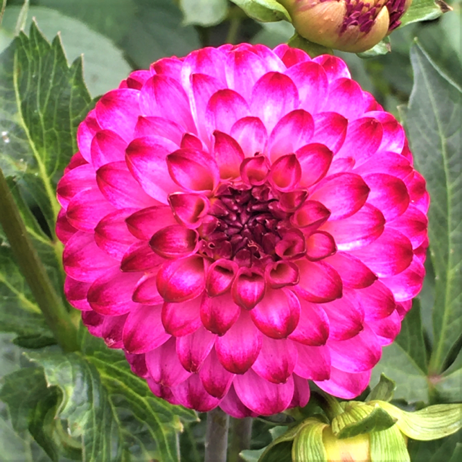 Dahlia Little Robert